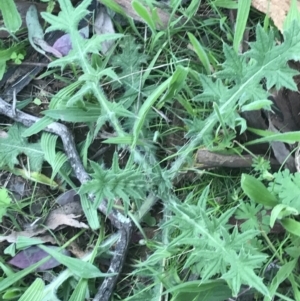 Cirsium vulgare at Deakin, ACT - 7 Oct 2021