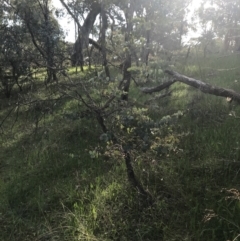 Eucalyptus bridgesiana (Apple Box) at Red Hill, ACT - 7 Oct 2021 by Tapirlord