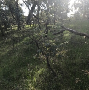 Eucalyptus bridgesiana at Red Hill, ACT - 7 Oct 2021 05:04 PM