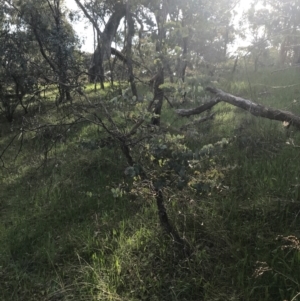 Eucalyptus bridgesiana at Red Hill, ACT - 7 Oct 2021