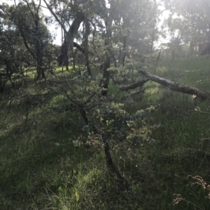 Eucalyptus bridgesiana at Red Hill, ACT - 7 Oct 2021