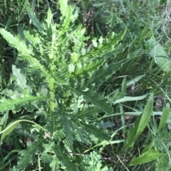 Senecio bathurstianus (Rough Fireweed) at Red Hill, ACT - 7 Oct 2021 by Tapirlord