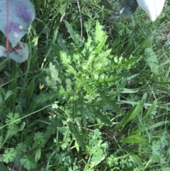 Senecio bathurstianus at Red Hill Nature Reserve - 7 Oct 2021 05:04 PM