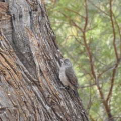 Climacteris picumnus (Brown Treecreeper) at Binya, NSW - 6 Oct 2019 by Liam.m