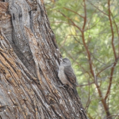Climacteris picumnus (Brown Treecreeper) at Cocoparra National Park - 6 Oct 2019 by Liam.m