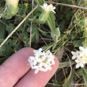 Pimelea linifolia subsp. caesia at Deakin, ACT - 7 Oct 2021 04:57 PM