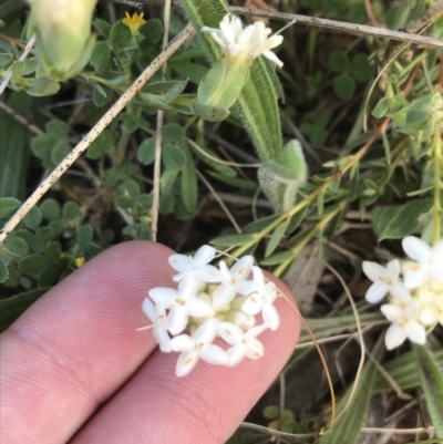 Pimelea linifolia subsp. caesia (Slender Rice Flower) at Red Hill Nature Reserve - 7 Oct 2021 by Tapirlord