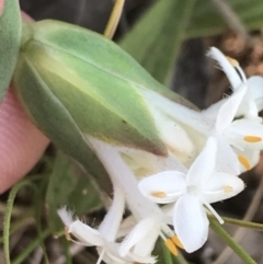 Pimelea linifolia subsp. caesia at Deakin, ACT - 7 Oct 2021