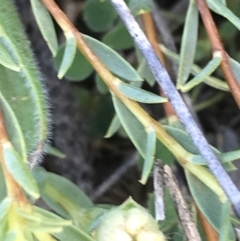 Pimelea linifolia subsp. caesia at Deakin, ACT - 7 Oct 2021 04:57 PM