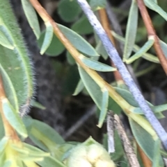 Pimelea linifolia subsp. caesia at Deakin, ACT - 7 Oct 2021