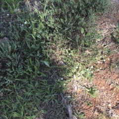 Pimelea linifolia subsp. caesia at Deakin, ACT - 7 Oct 2021