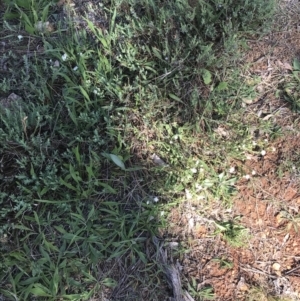 Pimelea linifolia subsp. caesia at Deakin, ACT - 7 Oct 2021