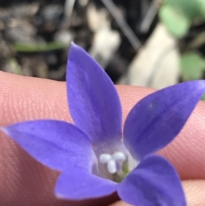 Wahlenbergia capillaris at Deakin, ACT - 7 Oct 2021