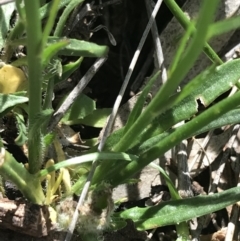 Wahlenbergia capillaris at Deakin, ACT - 7 Oct 2021 04:49 PM