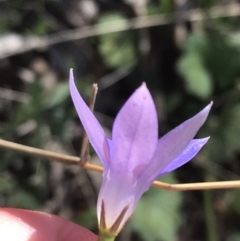 Wahlenbergia capillaris at Deakin, ACT - 7 Oct 2021