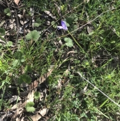 Wahlenbergia capillaris at Deakin, ACT - 7 Oct 2021 04:49 PM