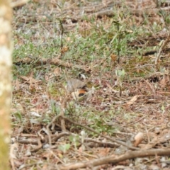 Acanthiza uropygialis (Chestnut-rumped Thornbill) at Yenda, NSW - 6 Oct 2019 by Liam.m