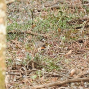 Acanthiza uropygialis at Yenda, NSW - suppressed