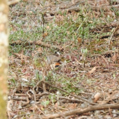 Acanthiza uropygialis (Chestnut-rumped Thornbill) at Yenda, NSW - 7 Oct 2019 by Liam.m