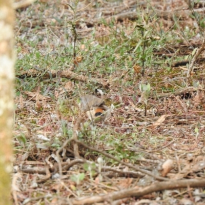 Acanthiza uropygialis (Chestnut-rumped Thornbill) at Yenda, NSW - 6 Oct 2019 by Liam.m