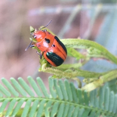 Calomela curtisi (Acacia leaf beetle) at Acton, ACT - 11 Oct 2021 by Ned_Johnston