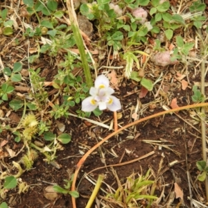 Moraea setifolia at Griffith, NSW - 5 Oct 2019