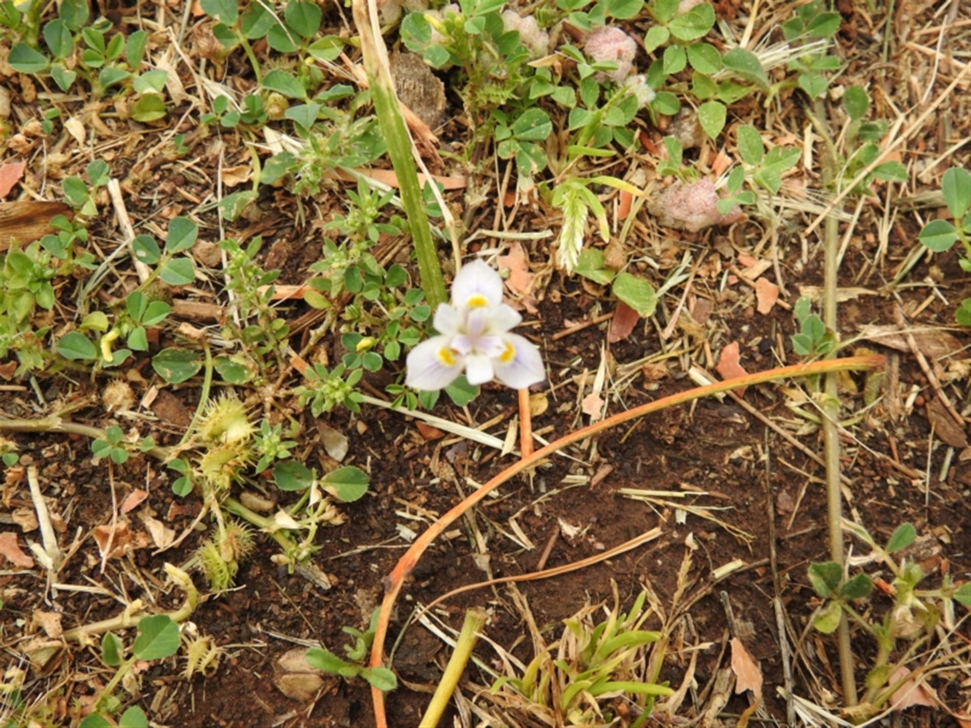 Moraea setifolia at Griffith, NSW - suppressed