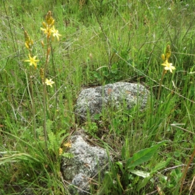 Bulbine bulbosa (Golden Lily, Bulbine Lily) at Molonglo Valley, ACT - 10 Oct 2021 by sangio7