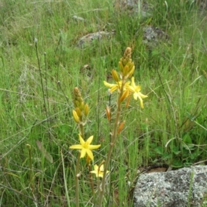 Bulbine bulbosa at Molonglo Valley, ACT - 10 Oct 2021
