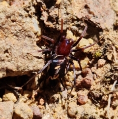 Habronestes bradleyi (Bradley's Ant-Eating Spider) at Cotter Reserve - 11 Oct 2021 by RobG1