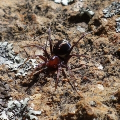 Habronestes bradleyi at Coree, ACT - 11 Oct 2021 01:16 PM