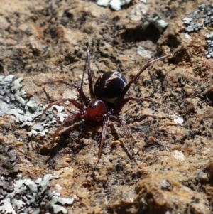 Habronestes bradleyi at Coree, ACT - 11 Oct 2021