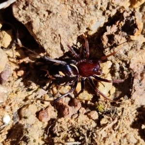 Habronestes bradleyi at Coree, ACT - 11 Oct 2021