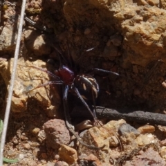 Habronestes bradleyi at Coree, ACT - 11 Oct 2021 01:16 PM