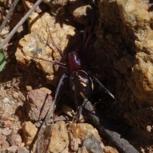 Habronestes bradleyi at Coree, ACT - 11 Oct 2021 01:16 PM