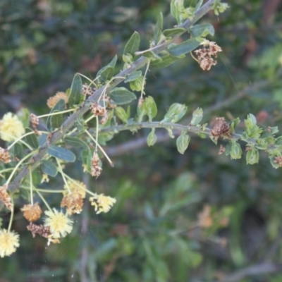 Acacia paradoxa (Kangaroo Thorn) at Albury - 11 Oct 2021 by PaulF