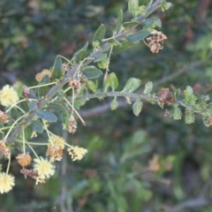 Acacia paradoxa (Kangaroo Thorn) at Glenroy, NSW - 11 Oct 2021 by PaulF