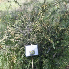 Acacia paradoxa at Glenroy, NSW - 11 Oct 2021