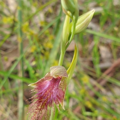 Calochilus robertsonii (Beard Orchid) at Albury - 2 Oct 2021 by ClaireSee