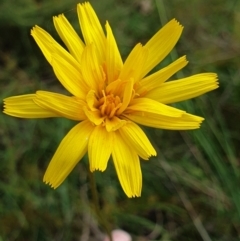 Microseris walteri (Yam Daisy, Murnong) at Albury - 2 Oct 2021 by ClaireSee