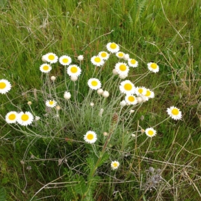 Leucochrysum albicans subsp. tricolor (Hoary Sunray) at Holt, ACT - 10 Oct 2021 by sangio7