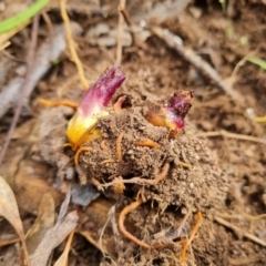 Orobanche minor (Broomrape) at Mount Mugga Mugga - 11 Oct 2021 by Mike