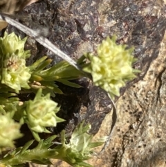 Scleranthus diander (Many-flowered Knawel) at Namadgi National Park - 9 Oct 2021 by RAllen