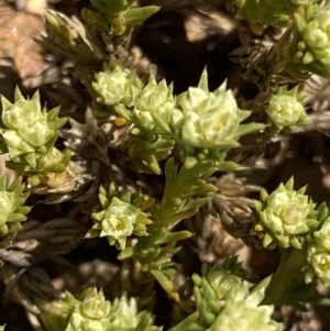 Scleranthus diander at Mount Clear, ACT - 9 Oct 2021