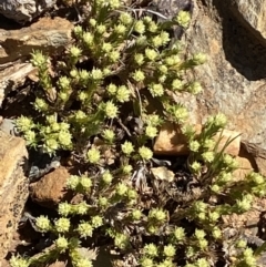 Scleranthus diander at Mount Clear, ACT - 9 Oct 2021 02:14 PM