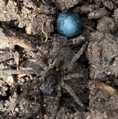 Lycosidae (family) (Wolf spider) at Macarthur, ACT - 11 Oct 2021 by RAllen
