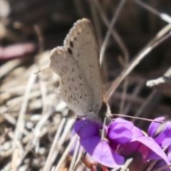 Erina hyacinthina (Varied Dusky-blue) at Bruce Ridge - 23 Sep 2021 by AlisonMilton