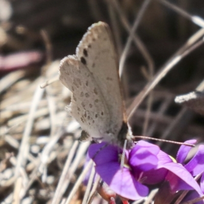 Erina hyacinthina (Varied Dusky-blue) at Bruce Ridge - 23 Sep 2021 by AlisonMilton