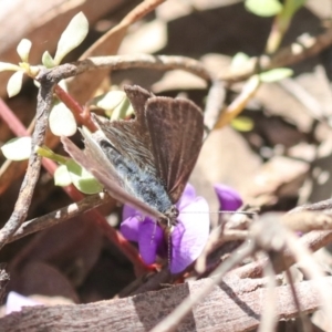 Erina hyacinthina at Bruce, ACT - 23 Sep 2021