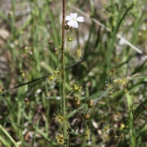 Drosera gunniana at Glenroy, NSW - 11 Oct 2021 01:16 PM